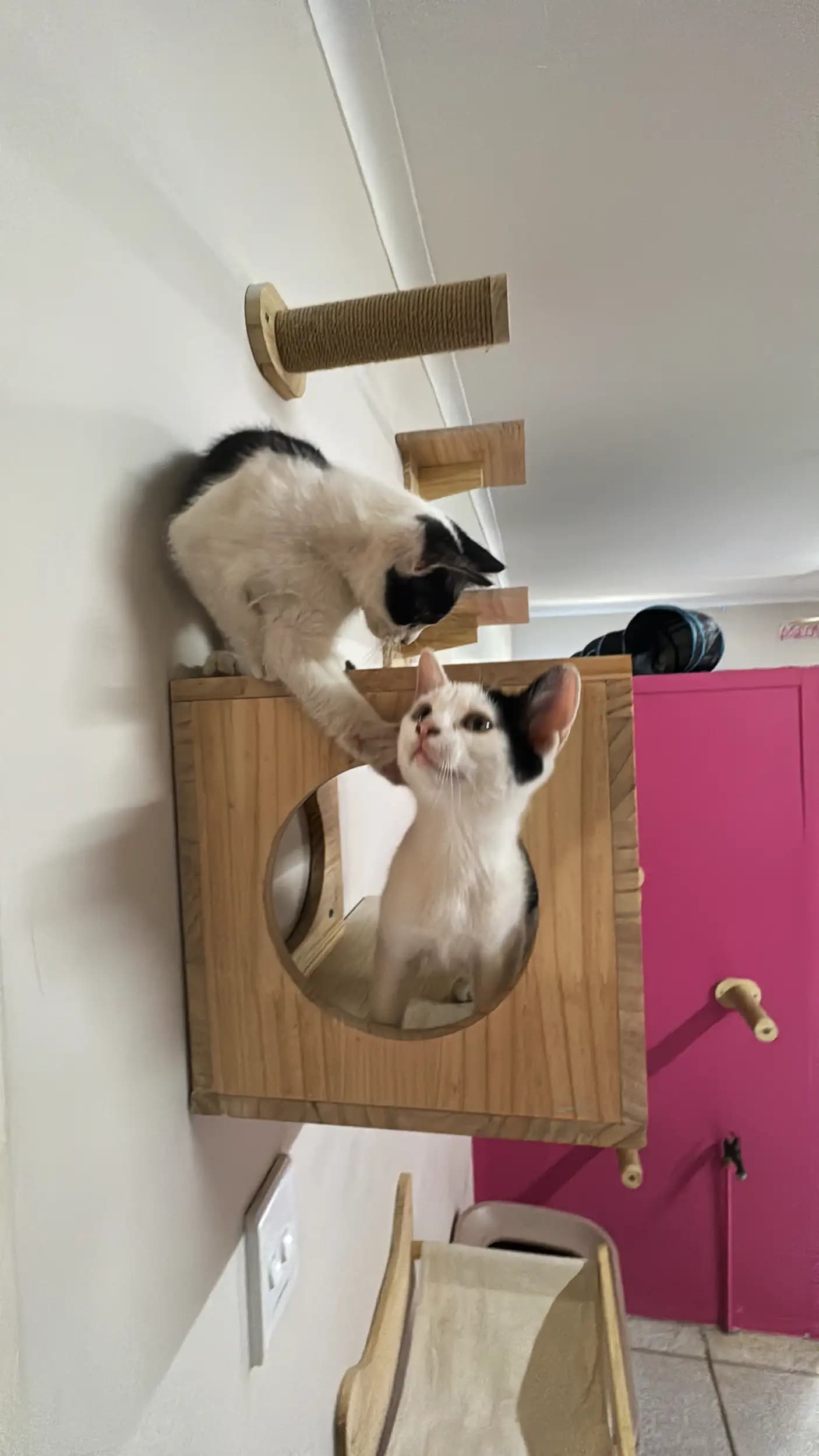 Inside the Coopers Cat Hotel