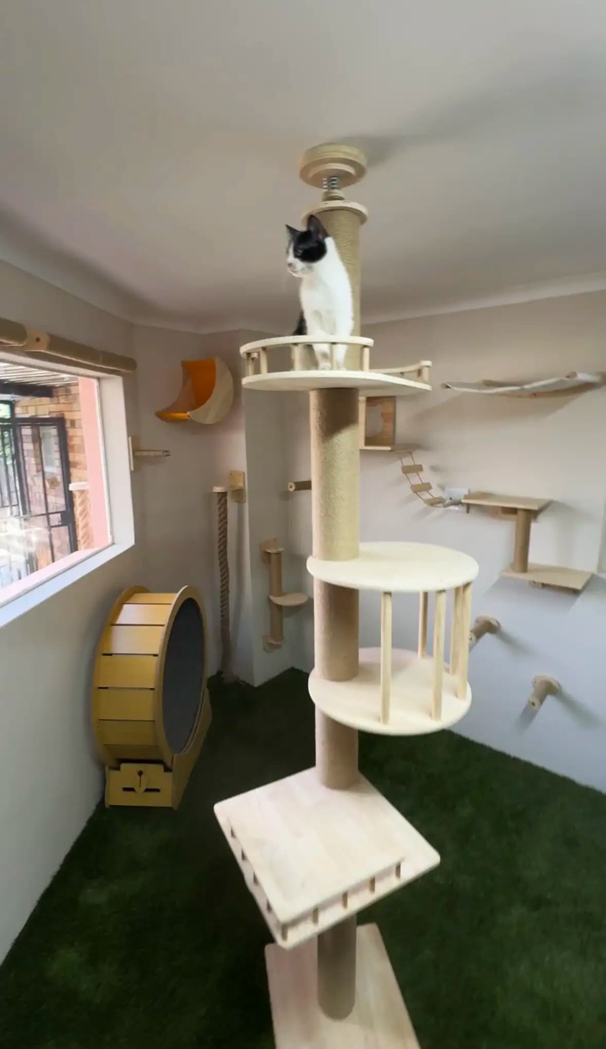 Inside the Coopers Cat Hotel