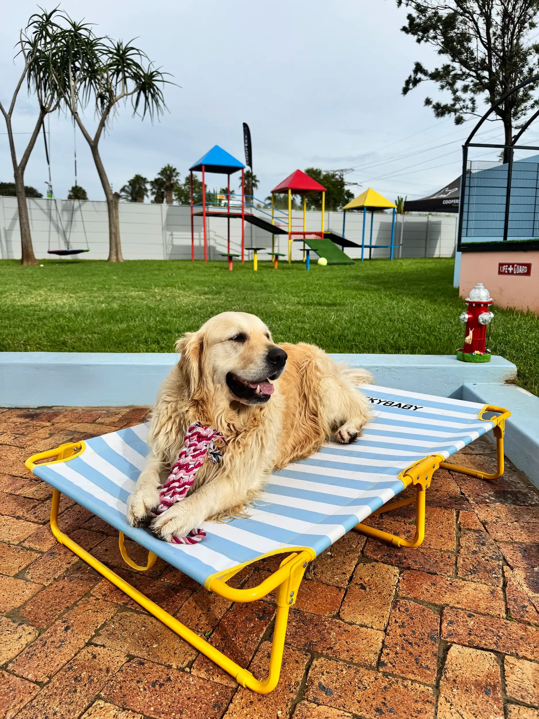 Doggy Daycare